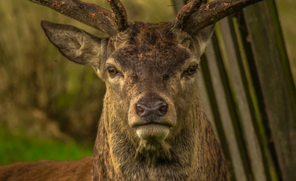 Hrůzný případ na Berounsku: Neznámý střelec usmrtil jelena evropského